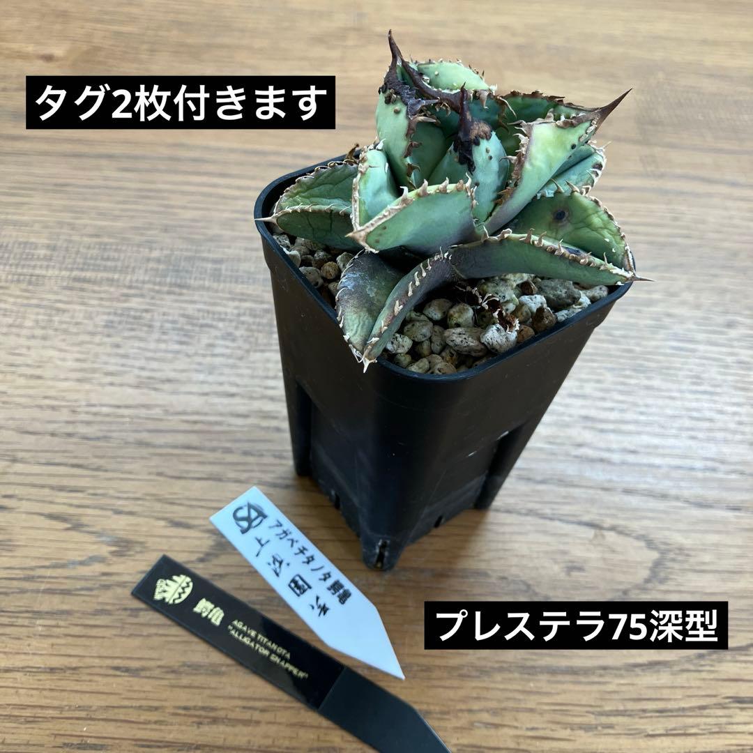 【クリスマスセール】♯29 超選抜　太棘　ぶつぶつだらけ　アガベ　鰐亀　TC