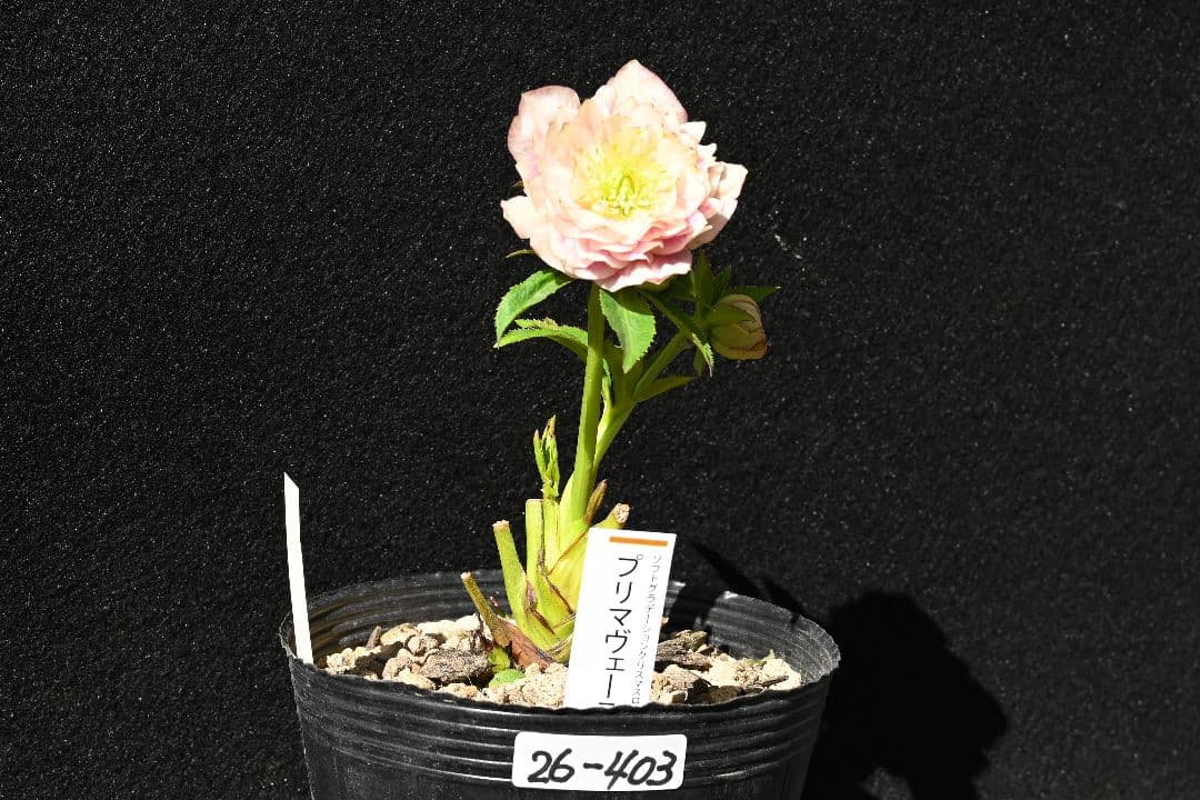 クリスマスローズ 認定プリマヴェーラ 加藤農園 - メルカリ