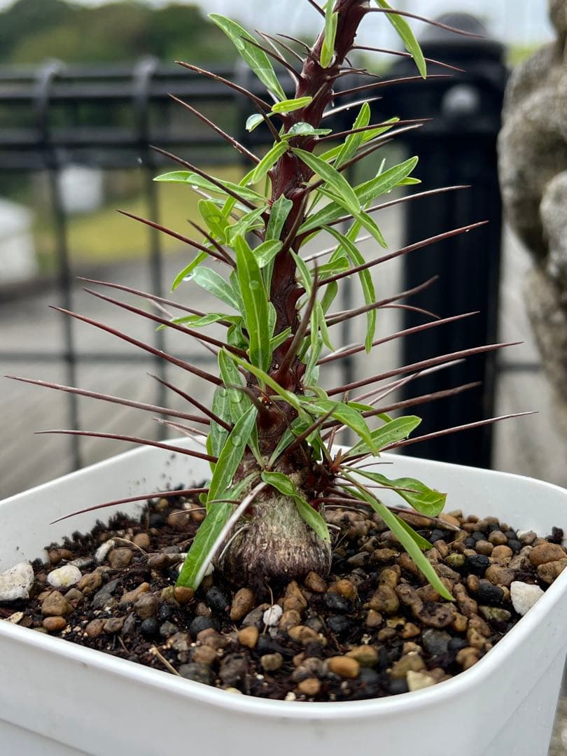 フォークイエリア　プルプシー　沖縄　実生株