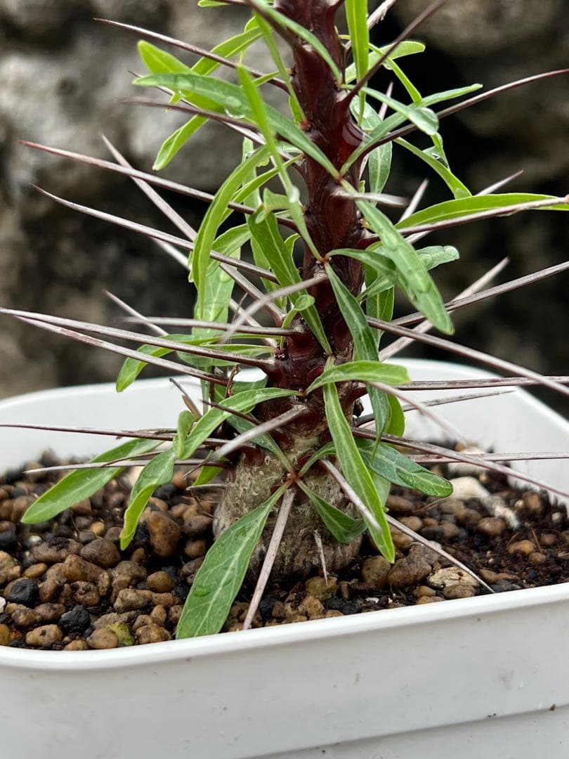 フォークイエリア　プルプシー　沖縄　実生株