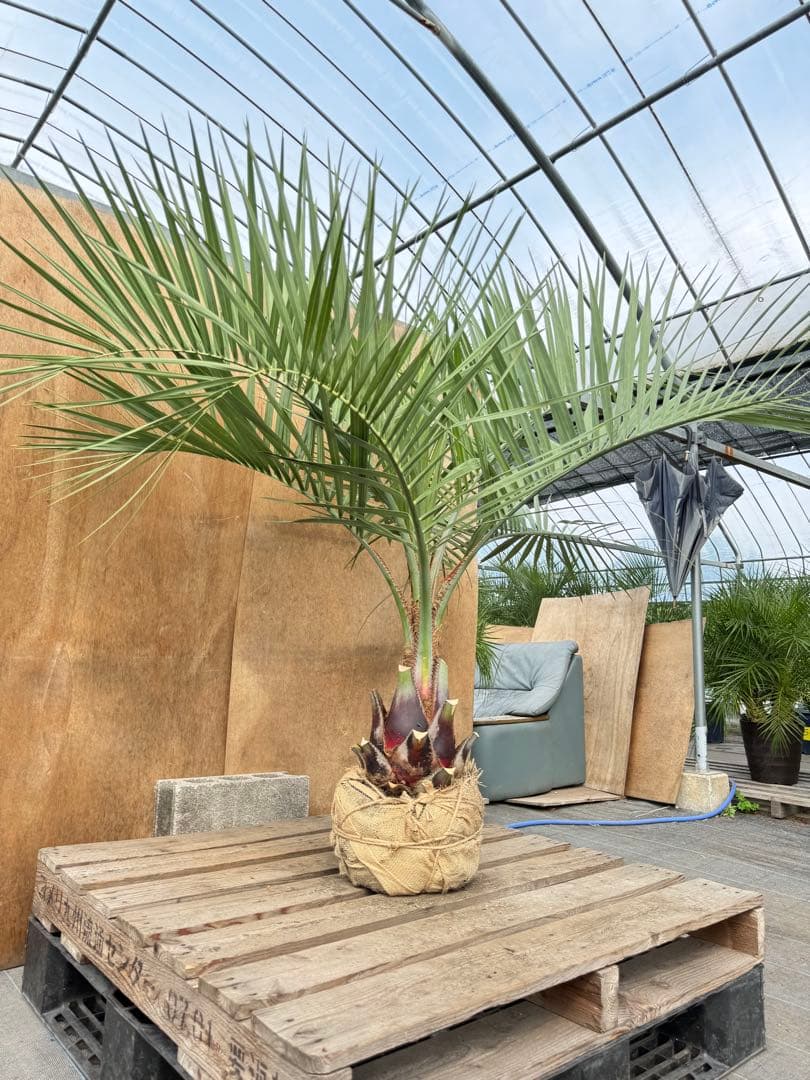 な*ん様 ココスヤシシルバーリーフ【極太】葉先150cm幹回り70cm 幹高