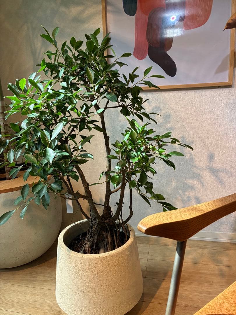 直接取引のみ】【極上】フィカス 盆栽仕立て 根上がり 9号 鉢カバー