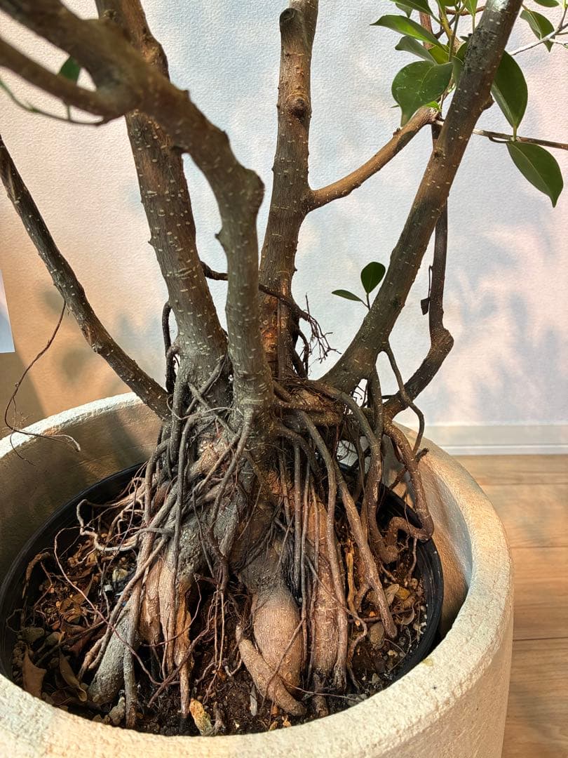 直接取引のみ】【極上】フィカス 盆栽仕立て 根上がり 9号 鉢カバー