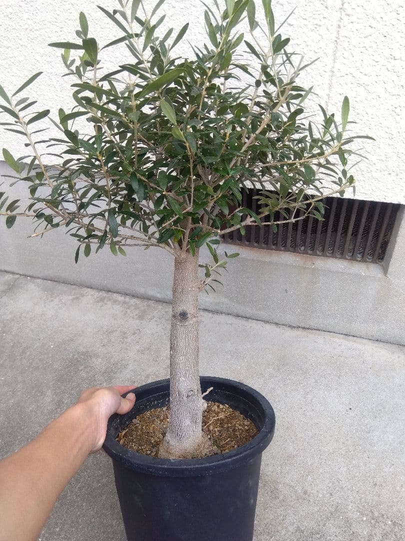 オリーブ 創樹 souju ネバディロブランコ 8号鉢つき 極太❗ い - メルカリ