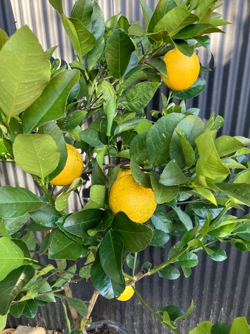 柑橘　果樹苗　スイートレモネード　苗木