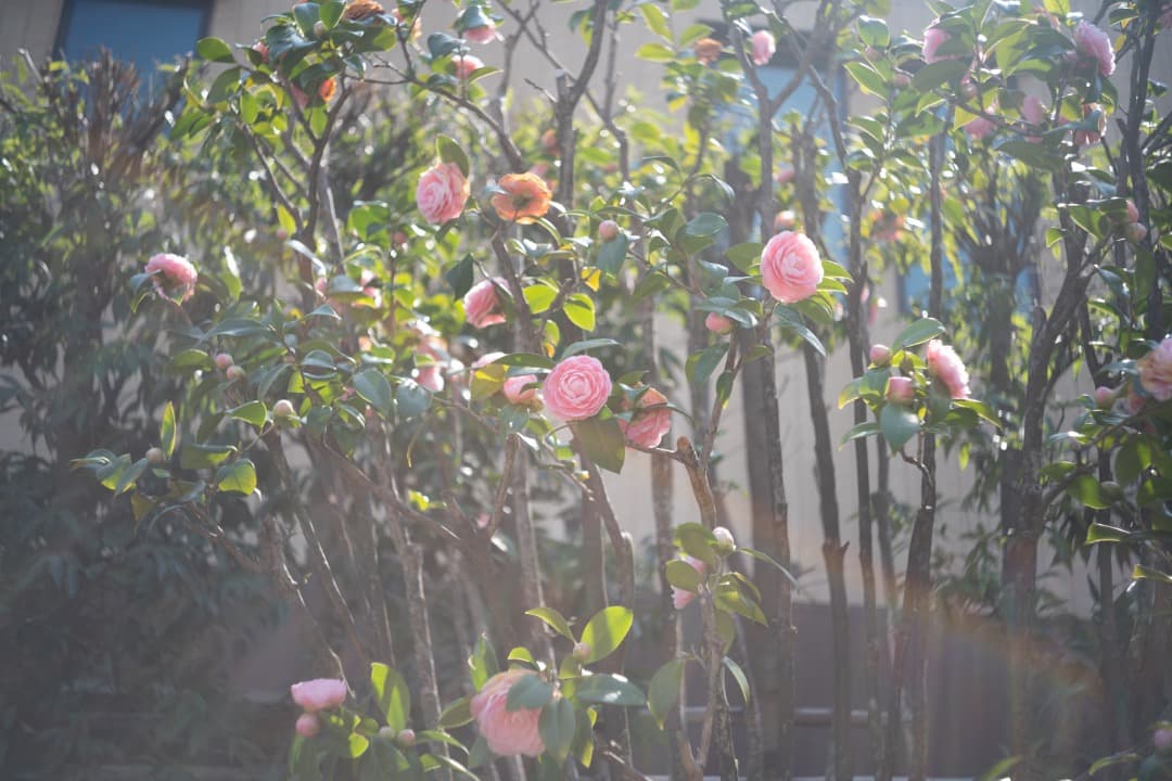 Kodak Ektar 44mm f/3.5（L39マウント）改造レンズ