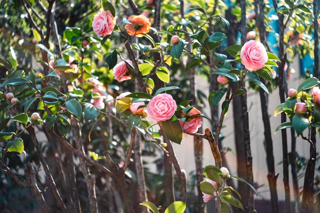 Kodak Ektar 44mm f/3.5（L39マウント）改造レンズ