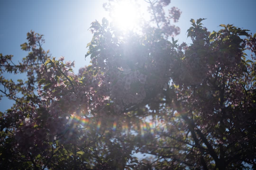 Kodak Ektar 44mm f/3.5（L39マウント）改造レンズ