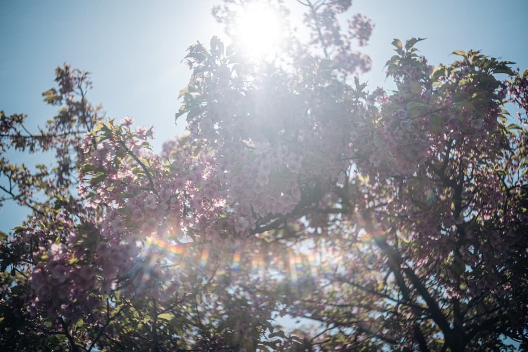 Kodak Ektar 44mm f/3.5（L39マウント）改造レンズ