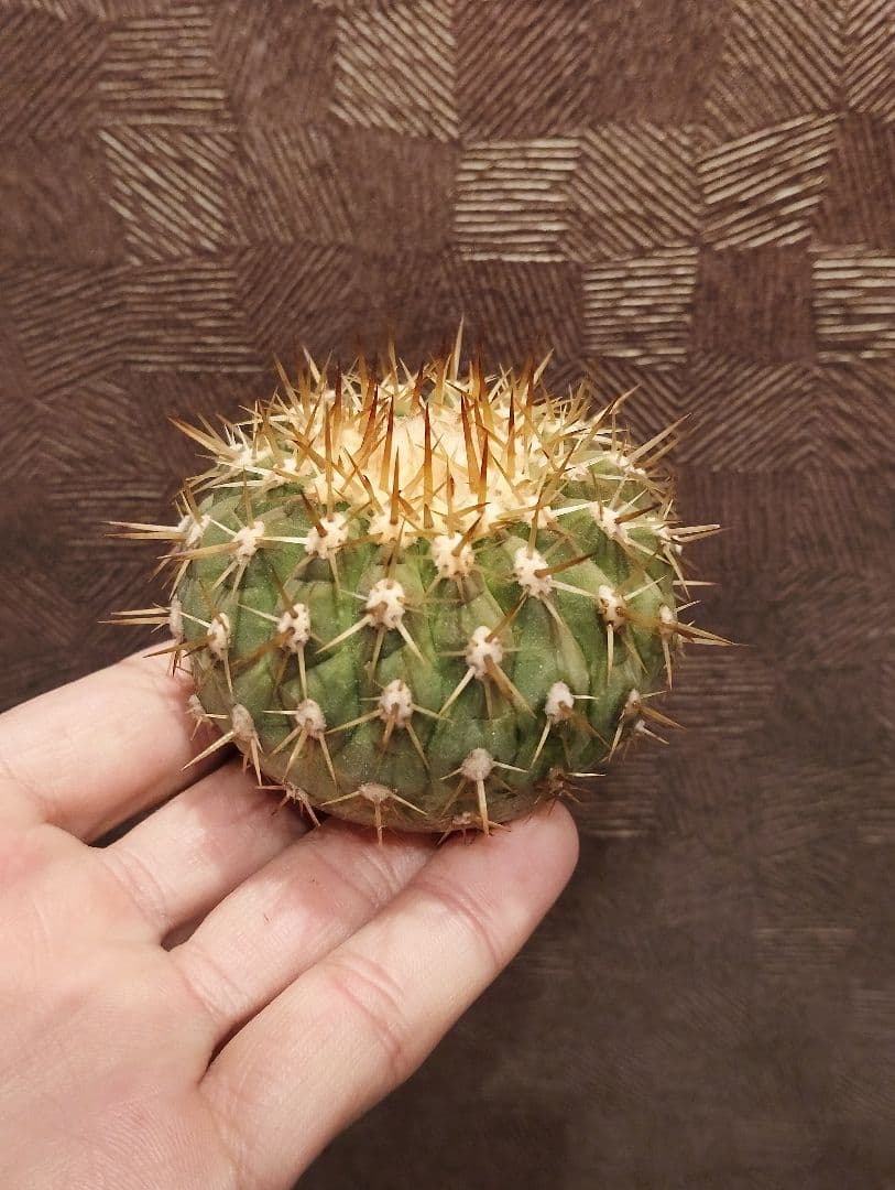 ね*こ様 亀甲牡丹(大疣タイプ) 実生 鉢植えメルカリ便送料込み 翆 亀甲