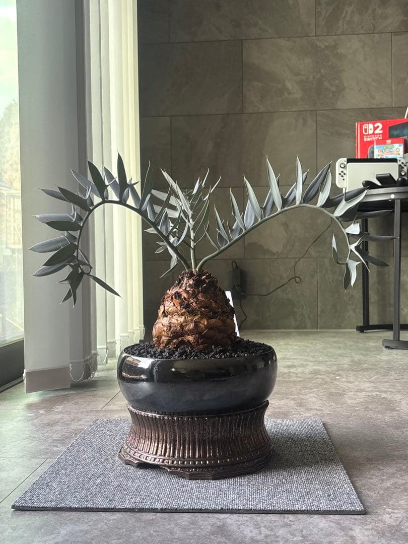 エンセファラルトス ホリダス ドワーフ 超高級作家鉢込み 塊根約15