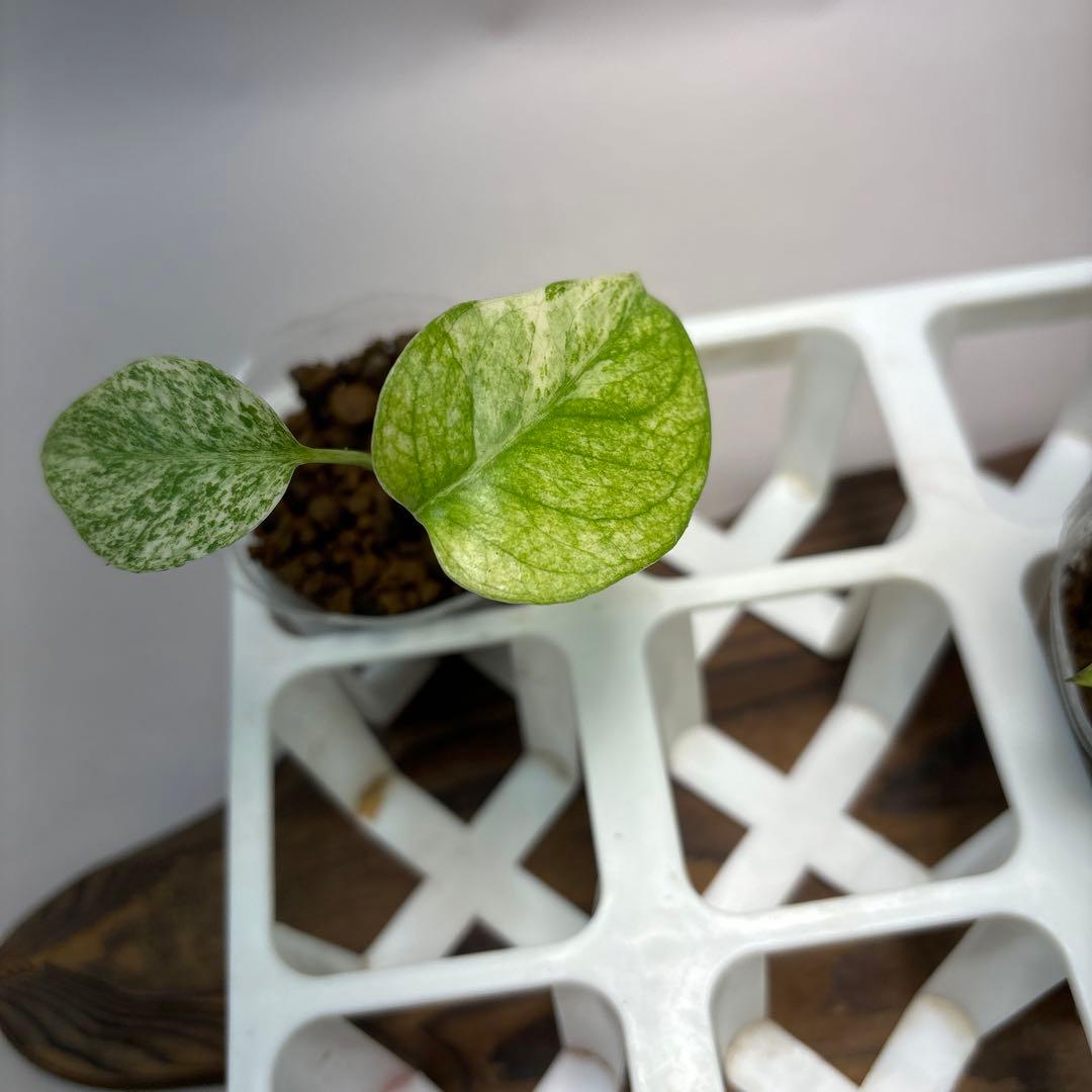 ま*8様 lsw650【特別選抜】ホワイトモンスター／天津蘭 モンステラ斑入り