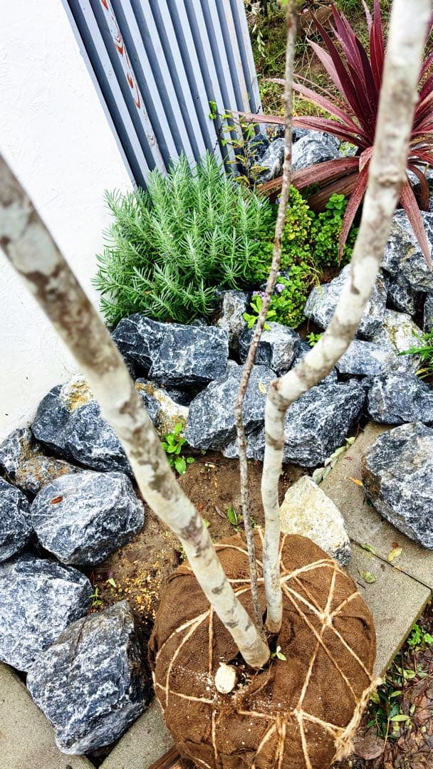 美斑紋。特大 山採りツリバナマユミ3.2M(鉢底から)