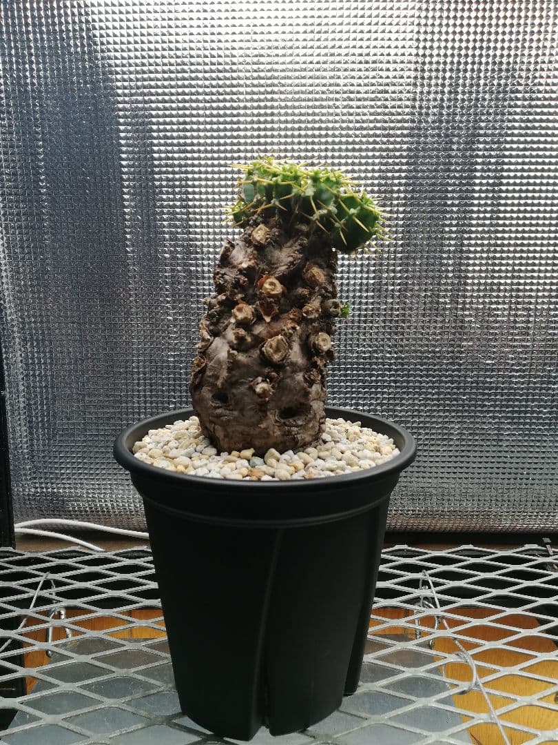 美株‼️ユーフォルビア ムランジーナ