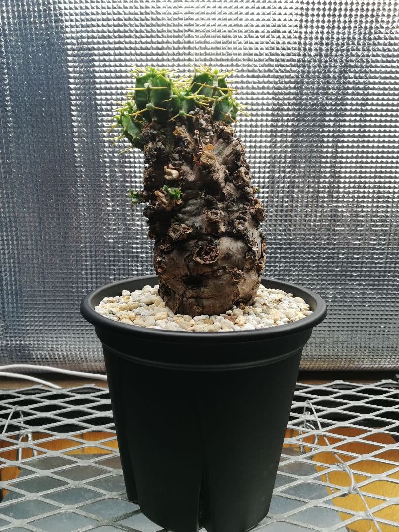 美株‼️ユーフォルビア ムランジーナ