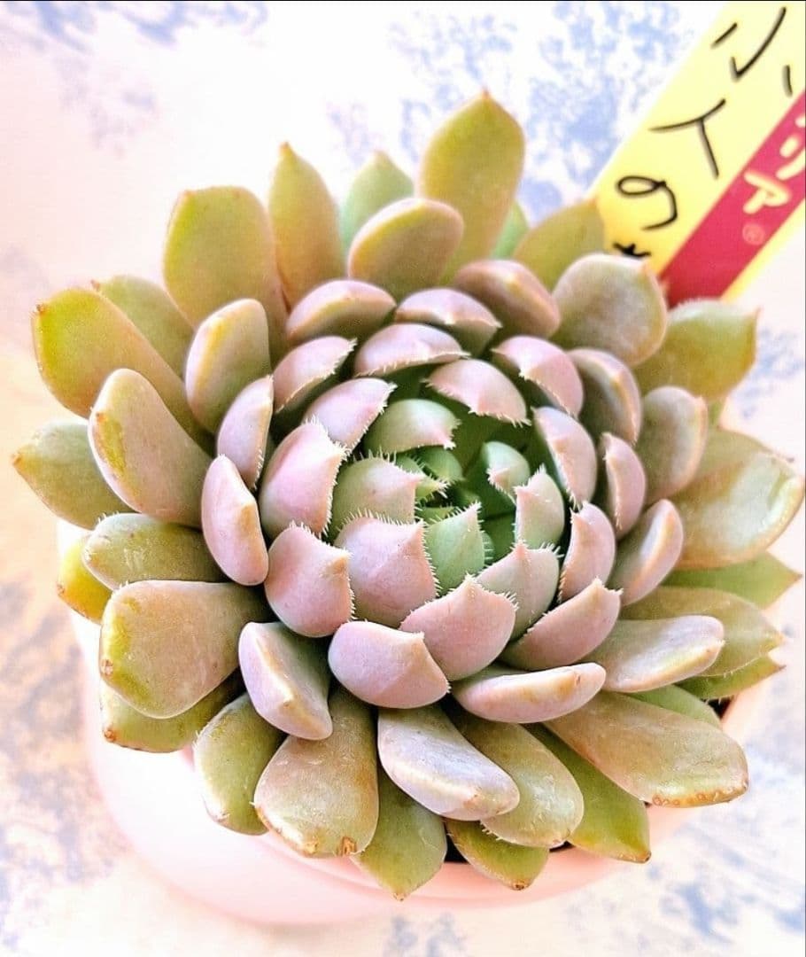 小人の渚他3点セット札付きポットごとおらいさん苗ミックスベリアバラ売り不可