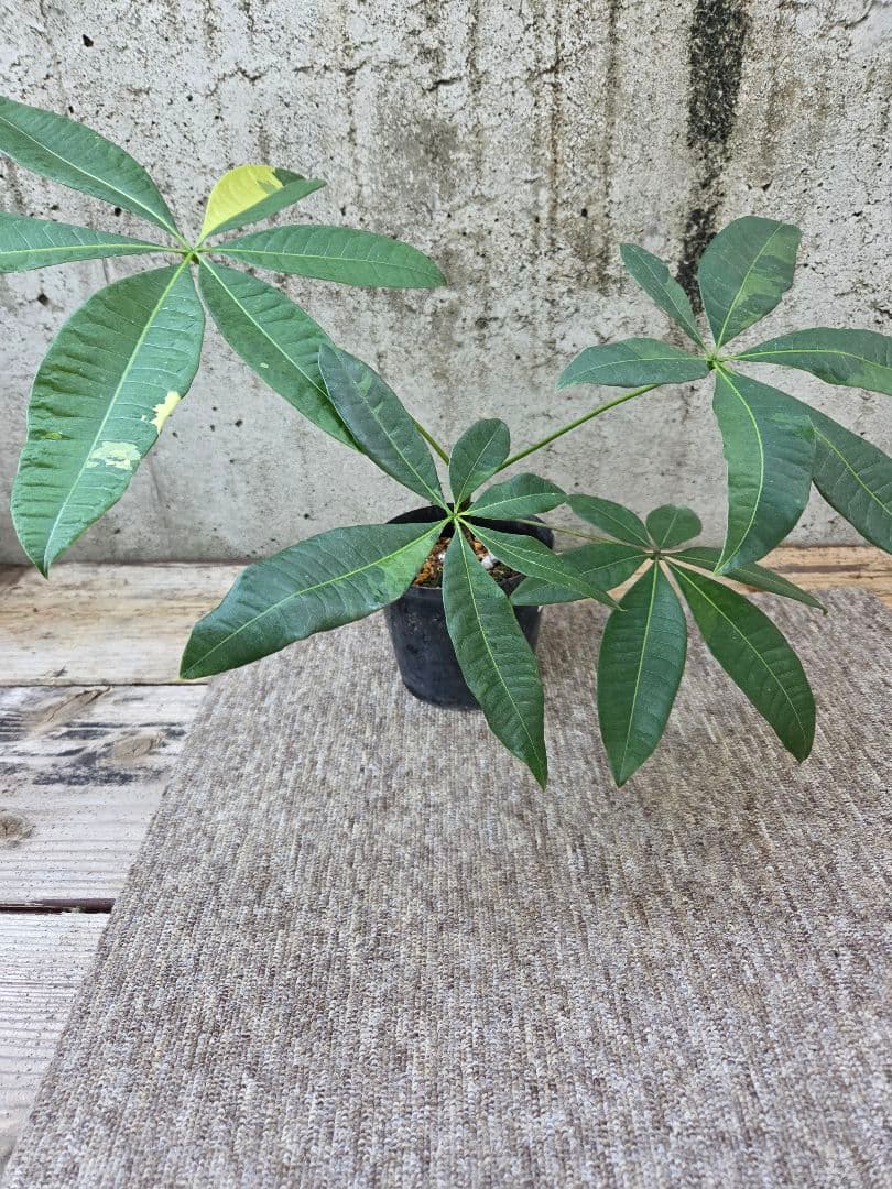 ま*ー様 パキラ ムーンライト 実生苗