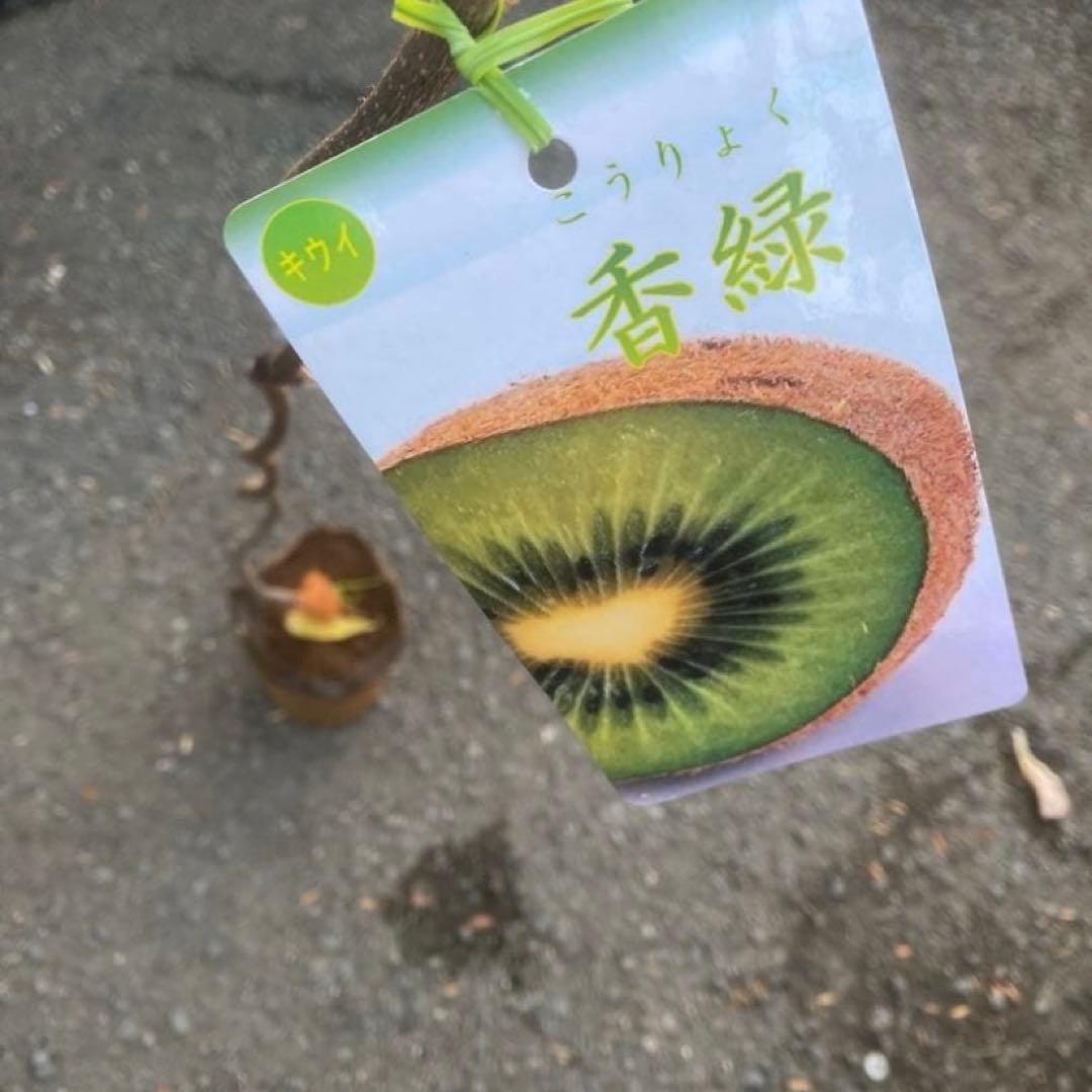 ジダン2キウイ　ゴールデンキウイ、孫悟空　香緑セット
