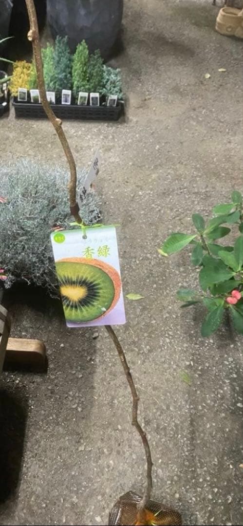 ジダン2キウイ　ゴールデンキウイ、孫悟空　香緑セット