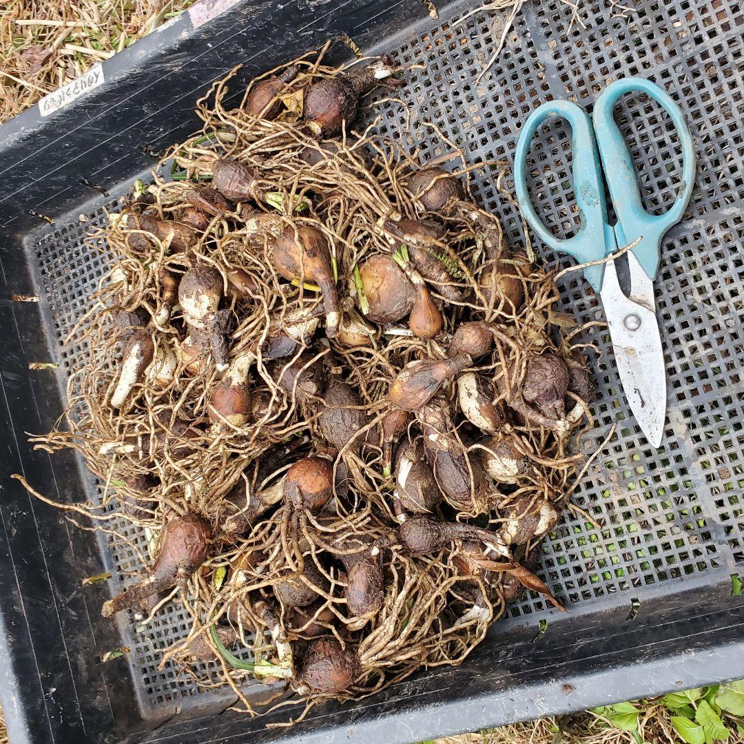 数量限定】彼岸花の球根を100サイズ箱にめいっぱい(ヒガンバナ、リコリス)