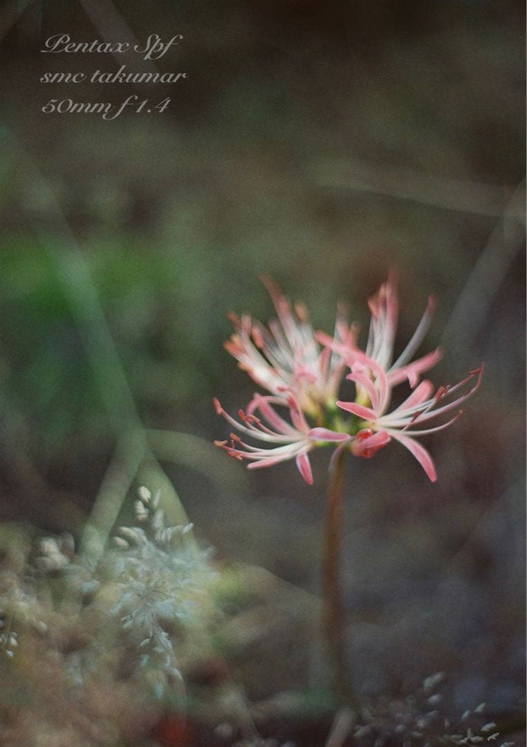 超美品＊完動品☆PENTAX SPF BLACK☆f1.4☆初期保証＊作例多数