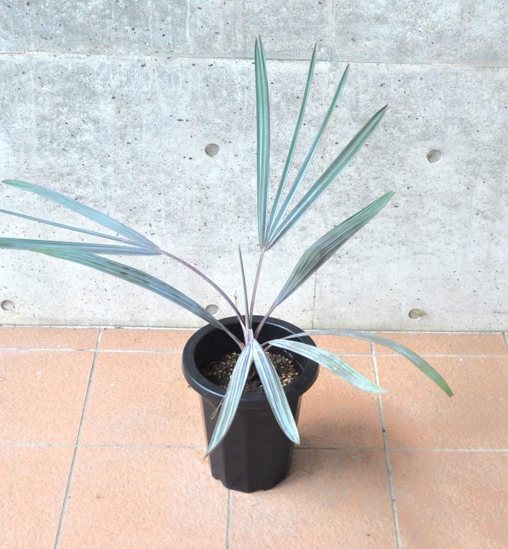 ビスマルキア 8号