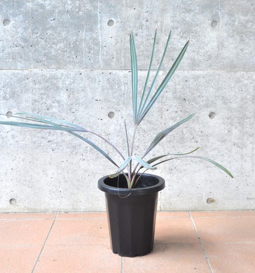 ビスマルキア 8号