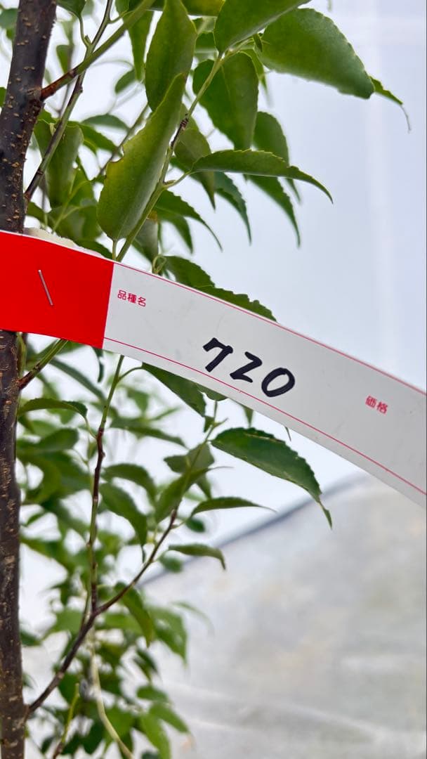 格安出品 早い者勝ち 良形の ハイノキ 株立 720 樹高1.6m位 高級樹