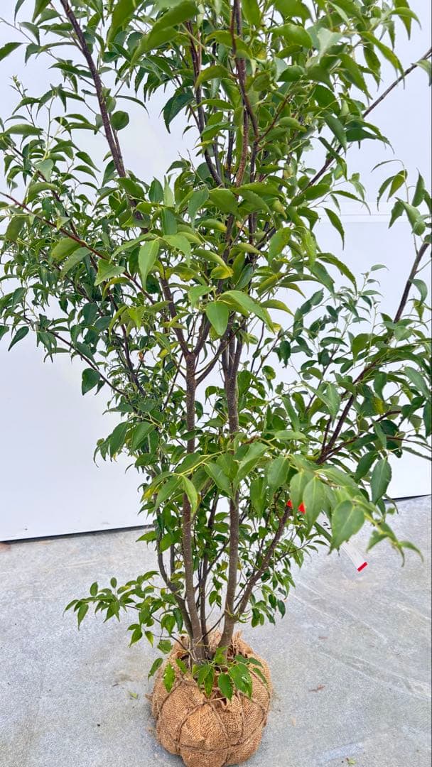 格安出品 早い者勝ち 良形の ハイノキ 株立 720 樹高1.6m位 高級樹