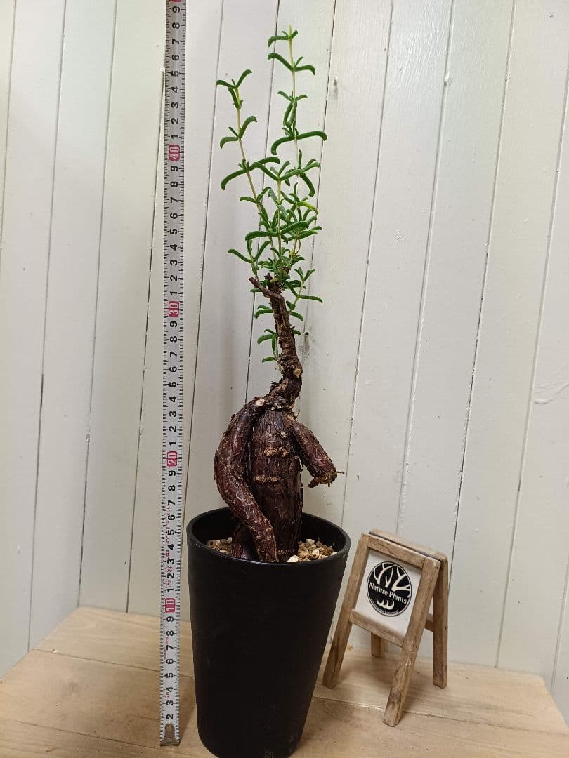 U598 超希少種発根済み メストクレマ ツベローサム 養生株