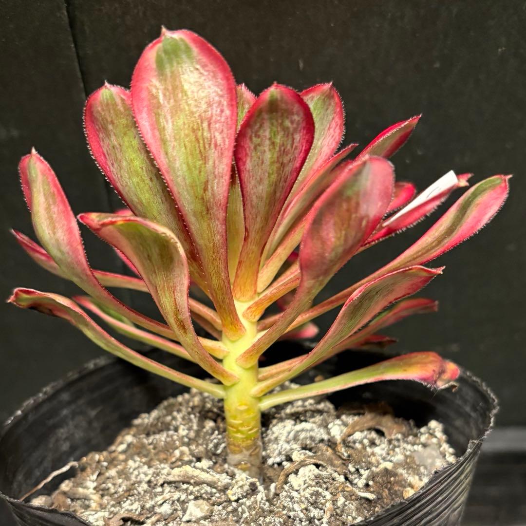 52#多肉植物アエオニウム錦❤️ シャネル❤️1大頭 13cm拨き苗 - メルカリ