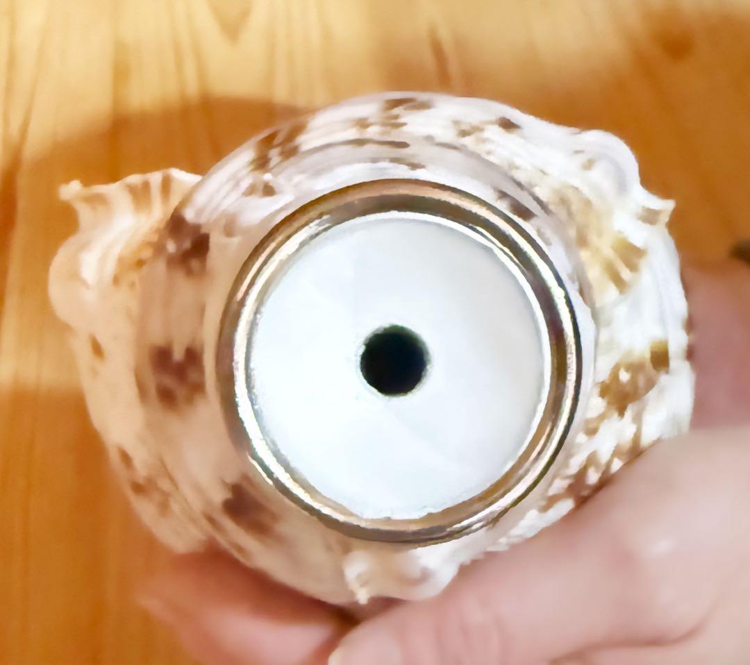 クリスマスセール❗️修験道法螺貝34㎝　山伏　熊よけ　魔除け❣️ホラガイ　ほら貝