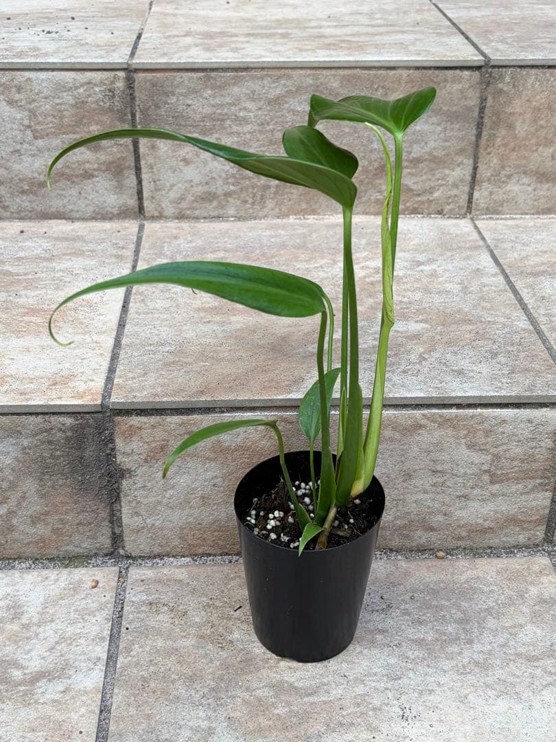 ほ*し様 モンステラ斑入りハーフムーンホワイトタイガー極美斑入り