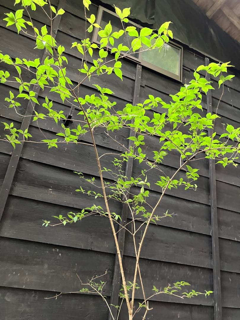 山採り　ムラサキシキブ