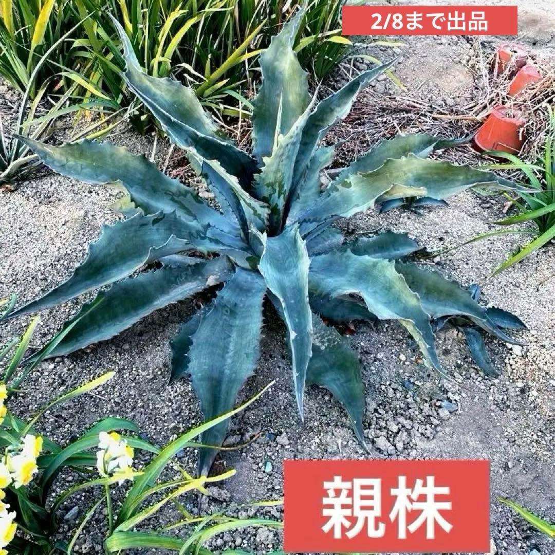 2/8まで出品 アガベ プロトアメリカーナ ファンキートゥース 大サイズ