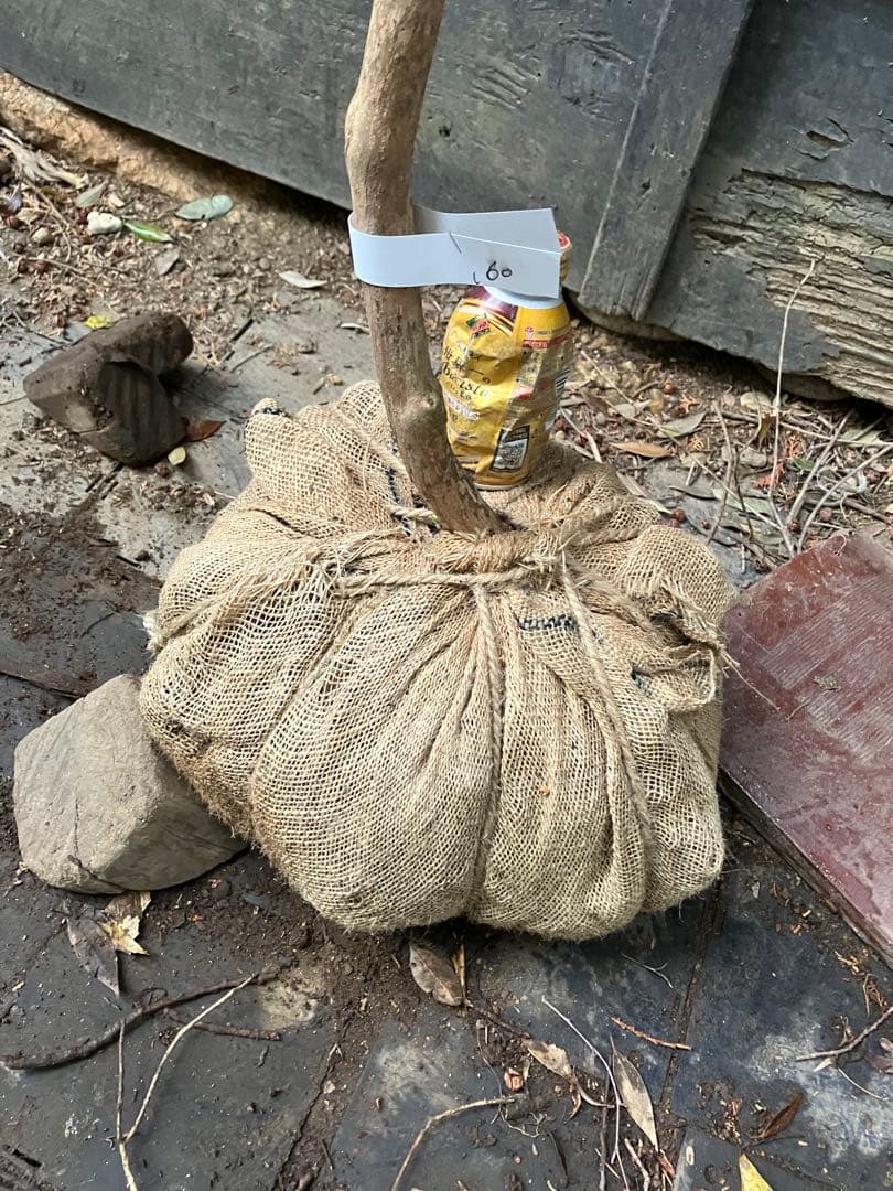 60 山採り　アセビ