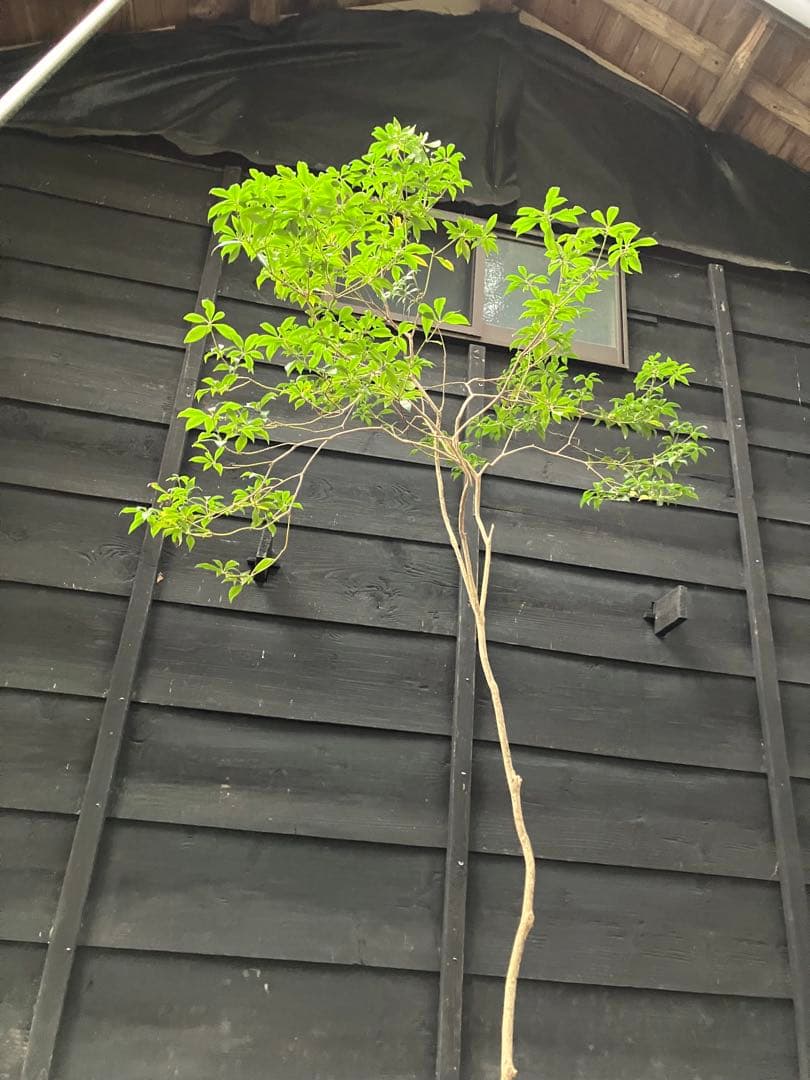 60 山採り　アセビ