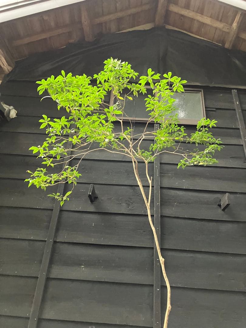 60 山採り　アセビ