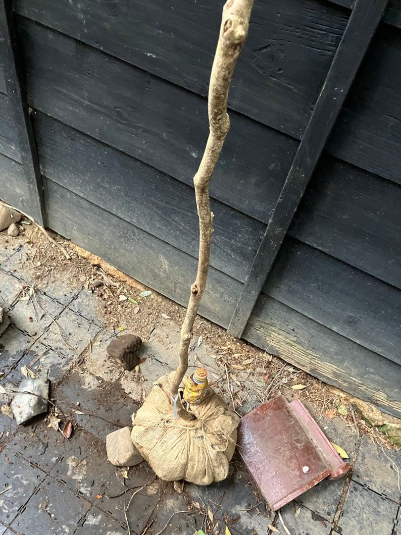 60 山採り　アセビ