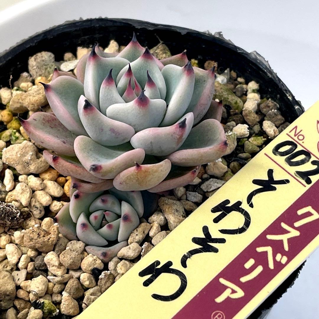 カッコ可愛い！ ミックスベリア そわそわ 双頭 抜き苗 第4種発送