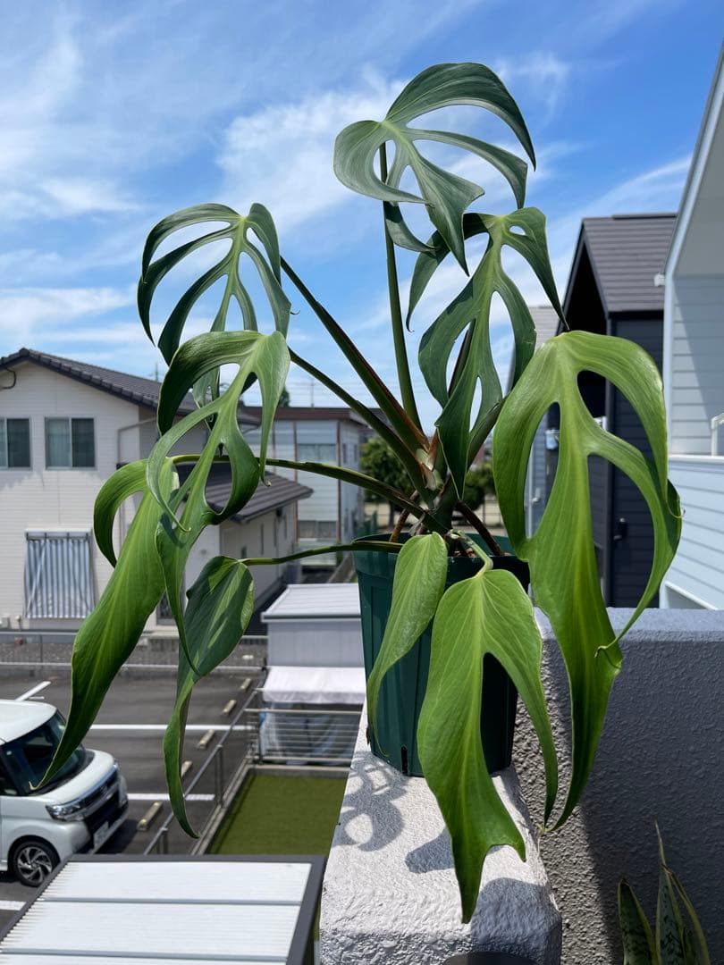 モンステラ バールマルクスフレーム ディラセラータ - メルカリ