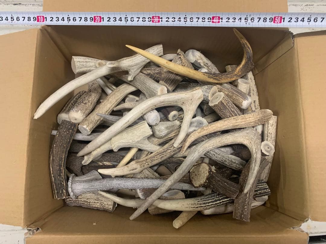 10.4kg 鹿の角　エゾシカ　角 端材　アクセサリー　パーツ素材