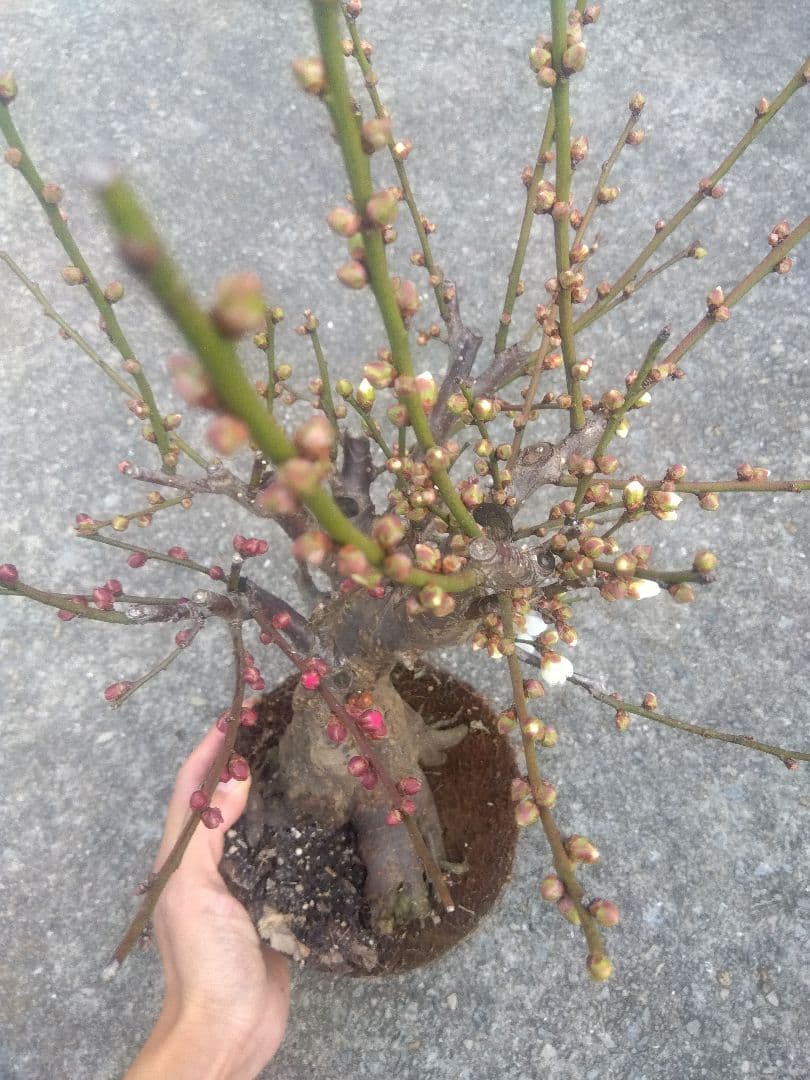 梅　盆栽　5号相当　紅白の花色❗幹太❗　①