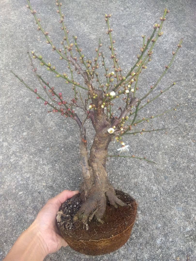 梅　盆栽　5号相当　紅白の花色❗幹太❗　①