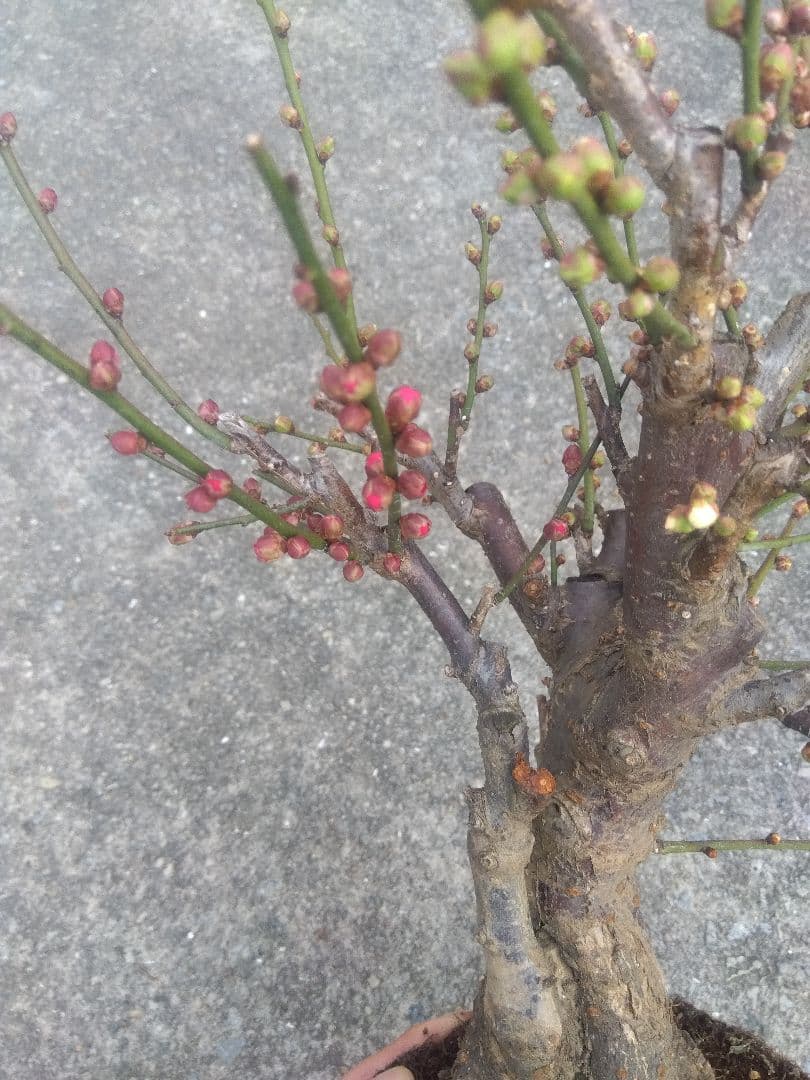 梅　盆栽　5号相当　紅白の花色❗幹太❗　①