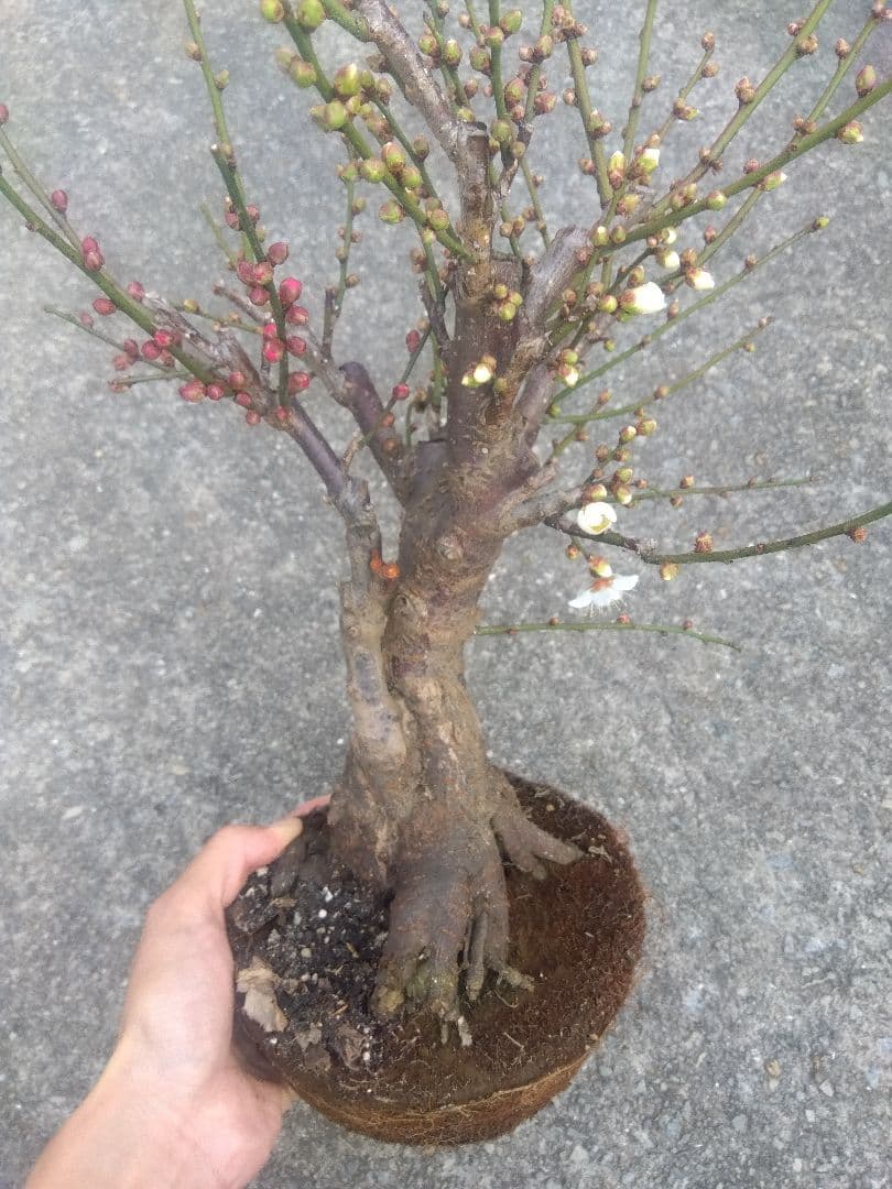 梅　盆栽　5号相当　紅白の花色❗幹太❗　①