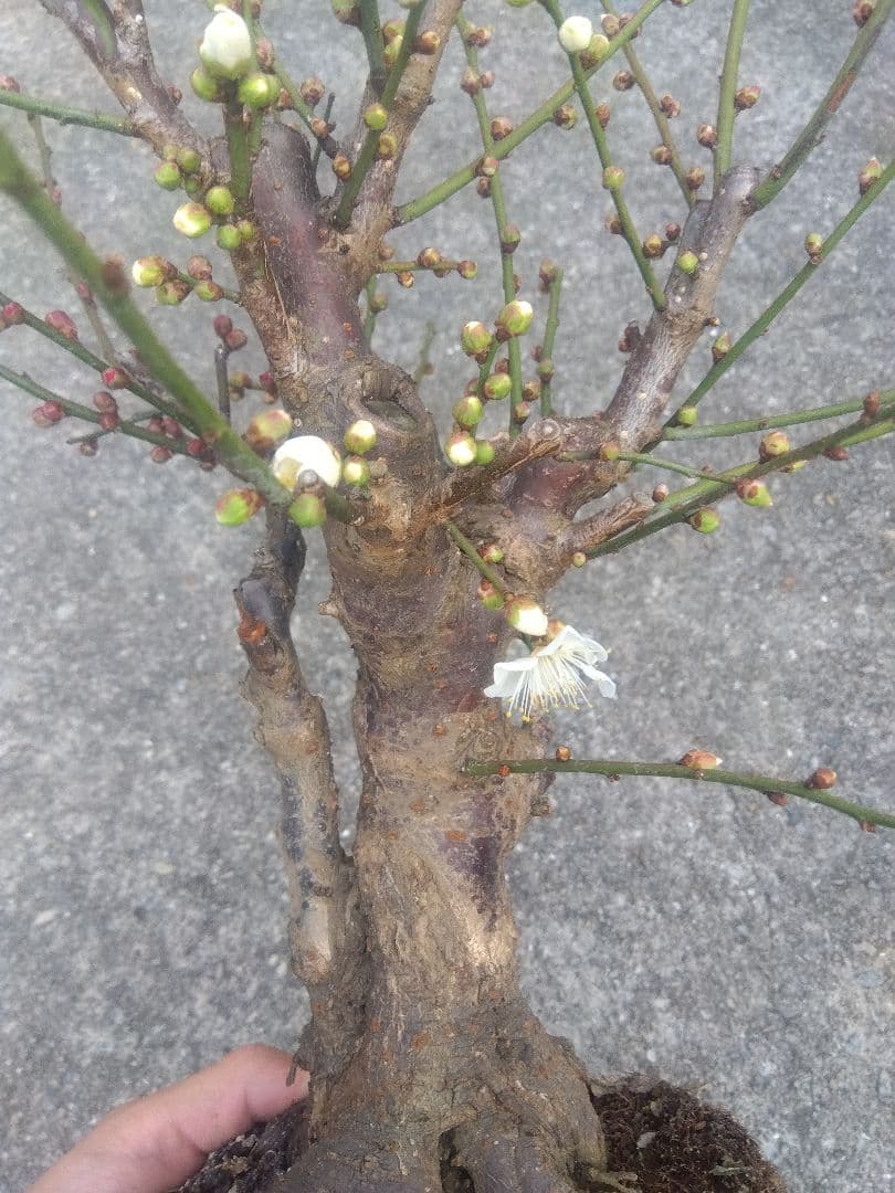 梅　盆栽　5号相当　紅白の花色❗幹太❗　①