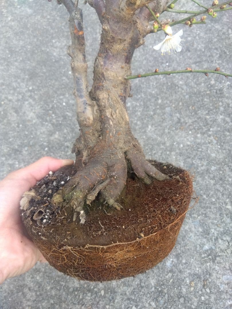 梅　盆栽　5号相当　紅白の花色❗幹太❗　①