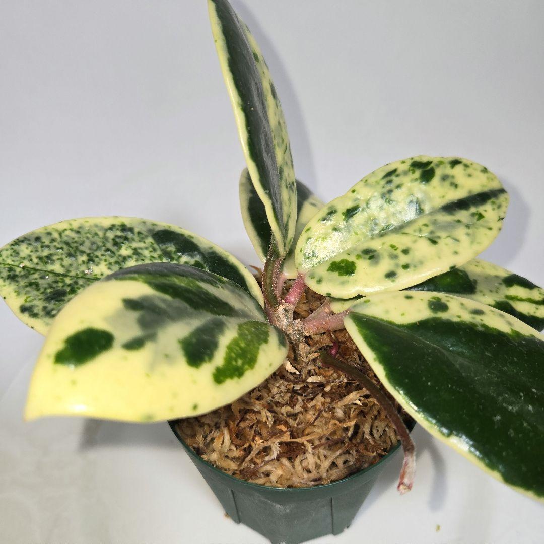 Hoya carnosa ' Madara snow angel' - メルカリ