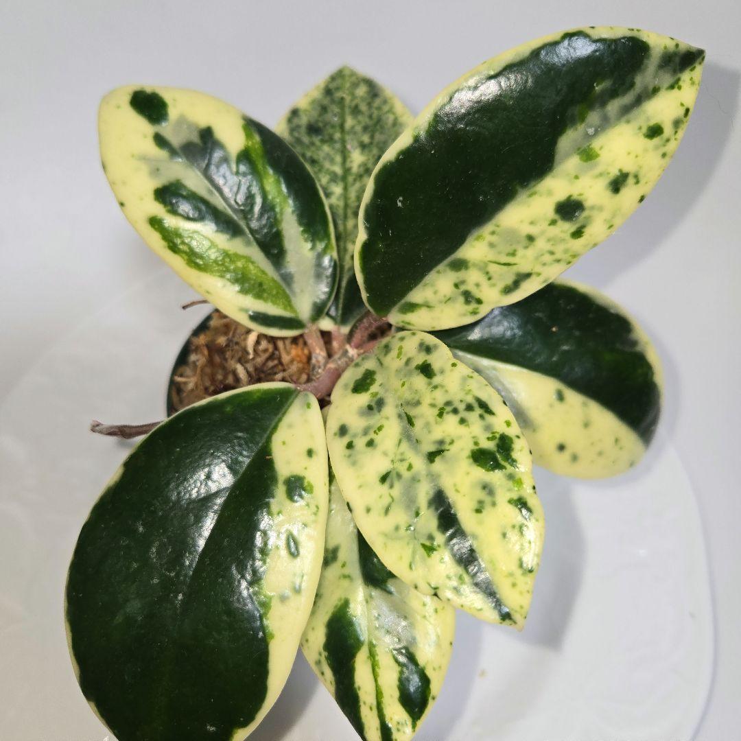 Hoya carnosa ' Madara snow angel' - メルカリ